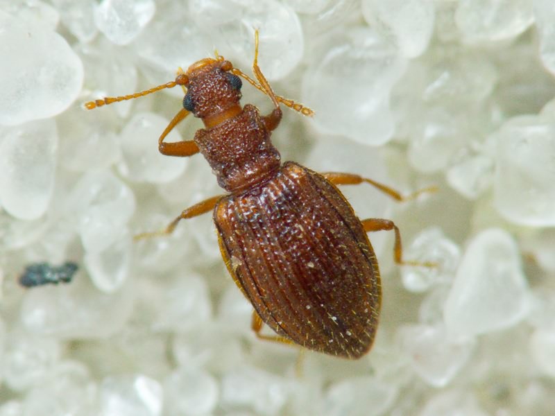 Stephostethus angusticollis (Gyllenhal, 1827)